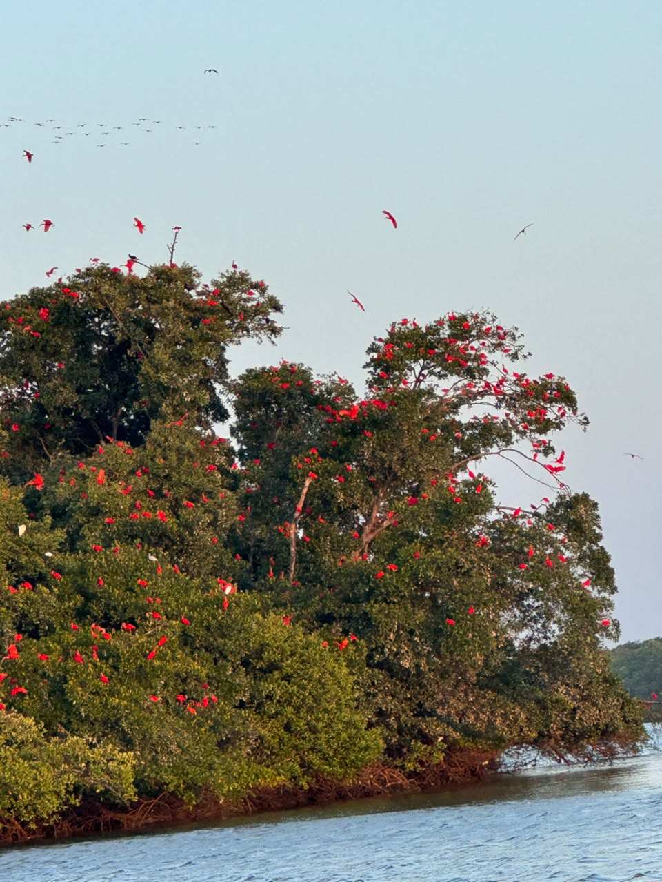 Bando de guarás-vermelhos em árvore de mangue